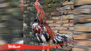 Fakta Terunik Mengenai Ayam Tarung