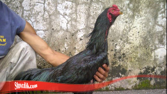 Mengenali Brewok Ayam Jago S128